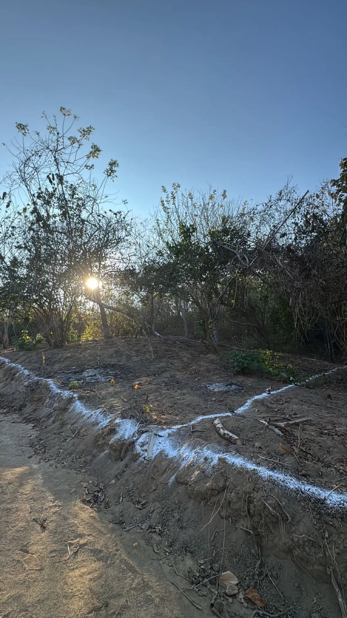 Sol entre los árboles y una línea blanca sobre un talud de tierra