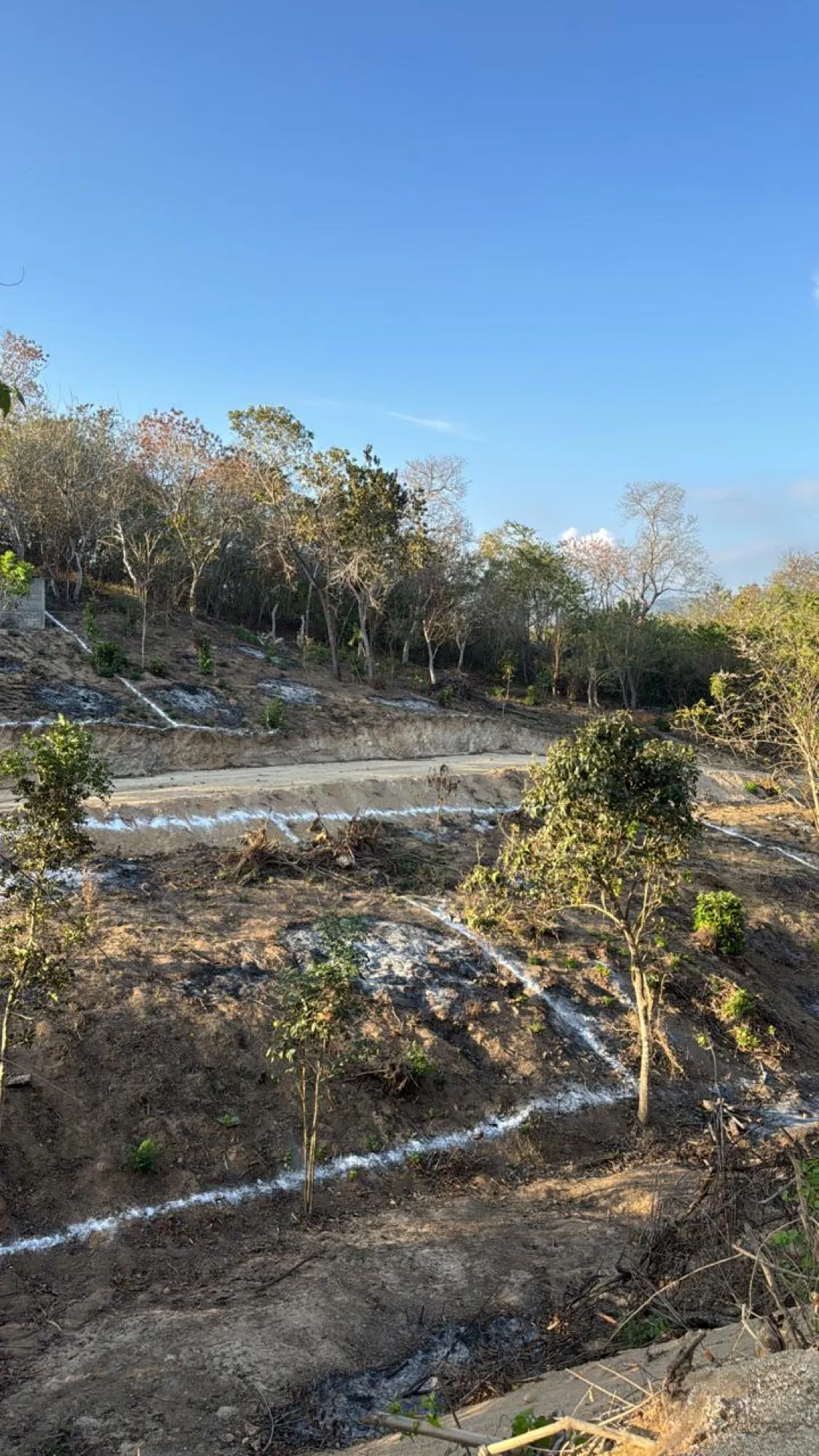 Ladera de tierra con árboles y líneas blancas
