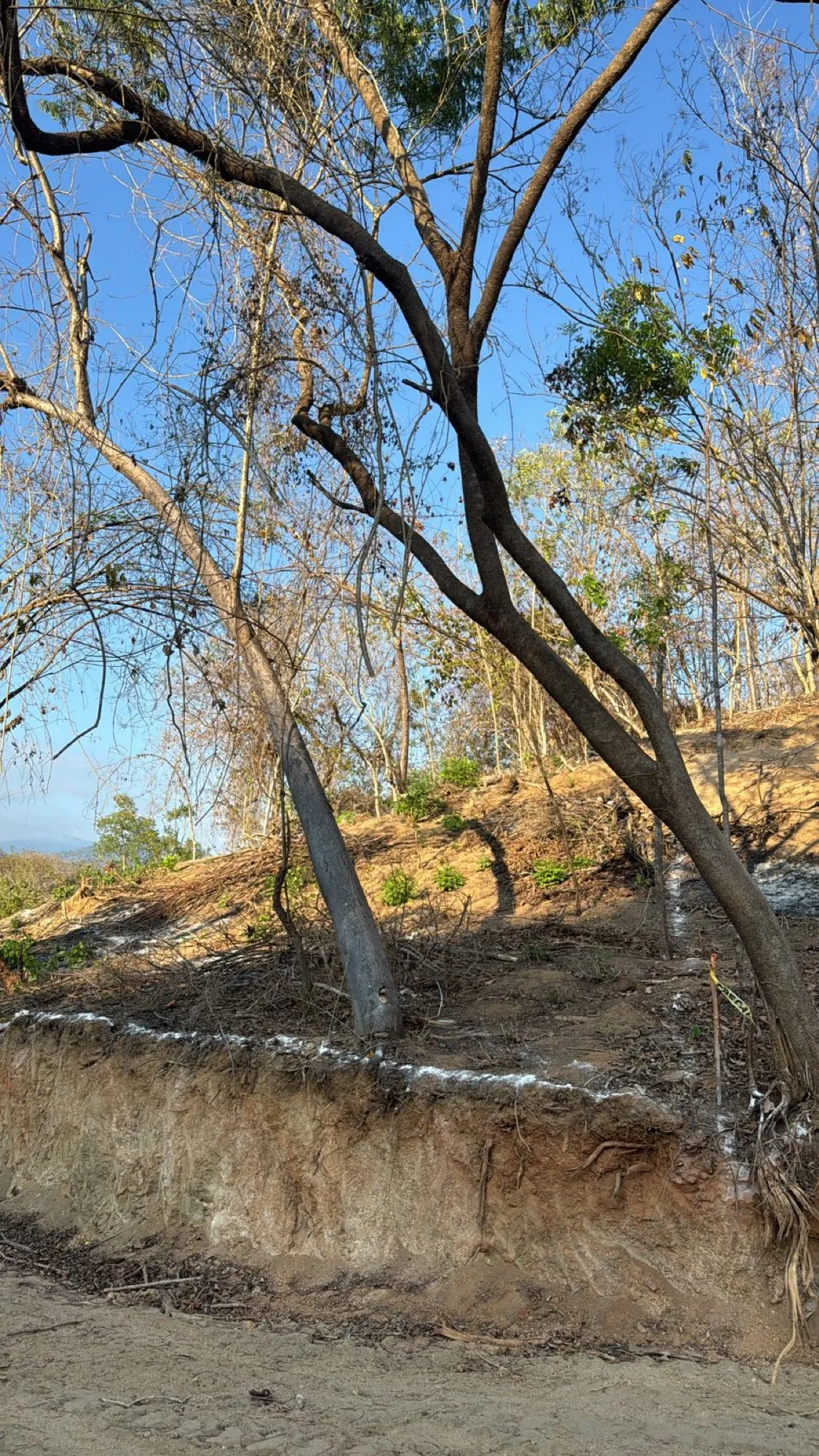 Árbol con ramas largas junto a un talud de tierra