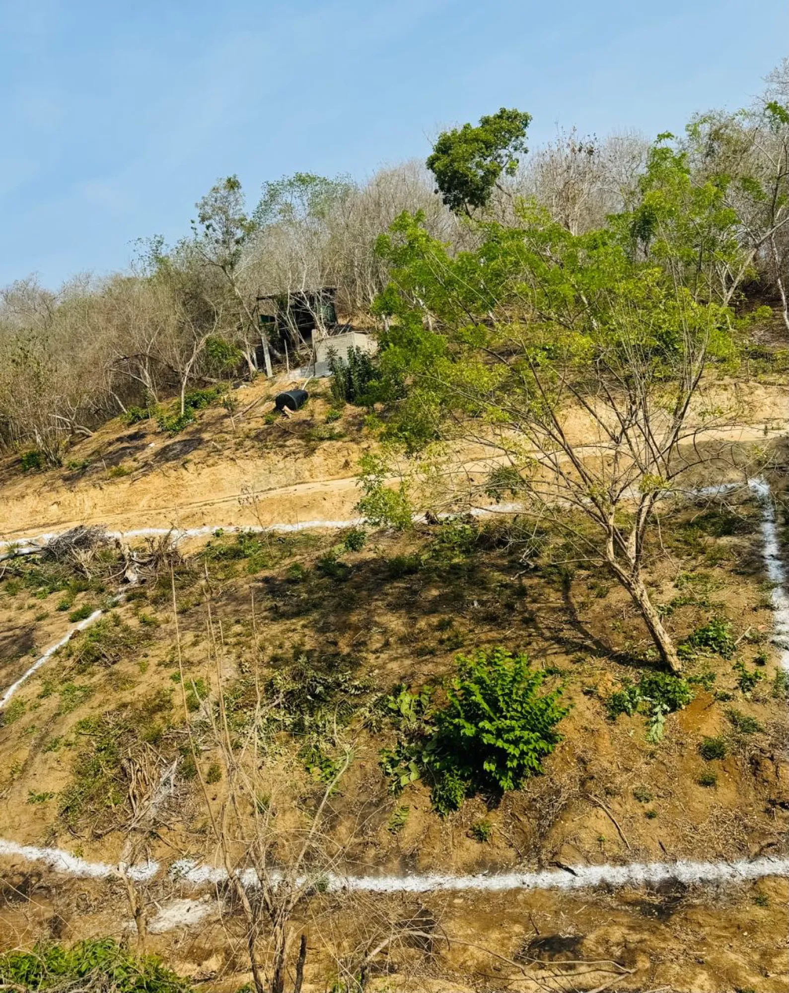 Terreno en ladera con un árbol y líneas blancas